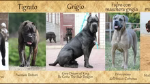 I colori del Cane Corso