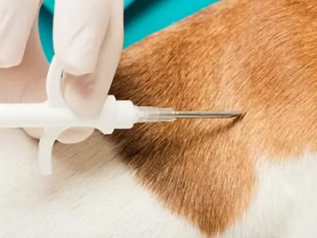Microchip, applicazione restrizioni non possibili