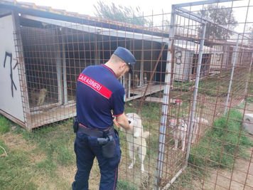 Sequestro struttura allevamento a Casaluce CE